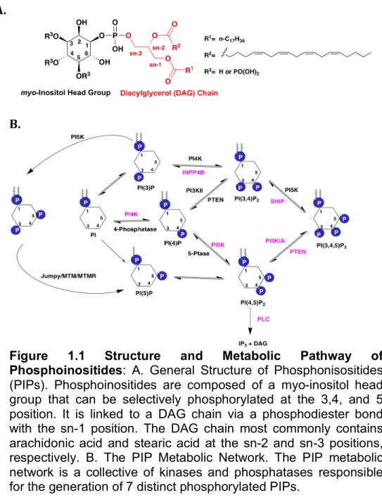 Figure  1.1  Structure  and  Metabolic  Pathway  	 of  Phosphoinositides:  A.  General  Structure  of  Phosphonisositides  (PIPs)