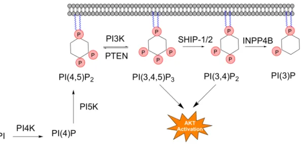 Figure  1.3The  PI3K  Metabolic  Pathway:  The  enzymes  and  metabolites  	 that  make  up  the  PI3K  metabolic  pathway  with  PI(4,5)P 2   supplied  from  PtdIns via PI(4)P
