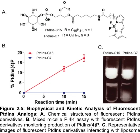 Figure  2.5B.  Likewise,  over  99%  of  BODIPY-PtdIns-C15  (not  detectable  in  the  aqueous layer) but only approximately 15% of BODIPY-PtdIns-C7 participated into the  lipid layer in the in vitro membrane association assay as seen in Figure 2.5C