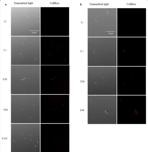Fig. 7 CellROX Deep Red staining. Results after 24 h of incubation with the  ICamazonensis90 of PHs