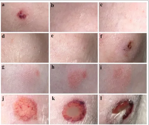 Fig. 1 Intradermal skin test. a Histamine (4 mg/ml, 0.1 ml). b 400 μg of purified pET‑32a (+) empty expression vector in 0.1 ml PBS