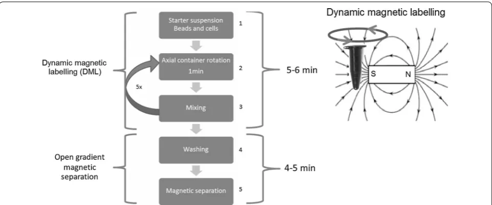 Fig. 1 Summary of magnetic separation method. Step 1 Mixing the beads with the cell suspension