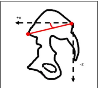 Figure 3. Model of Transverse Innominate Rotation Angle 