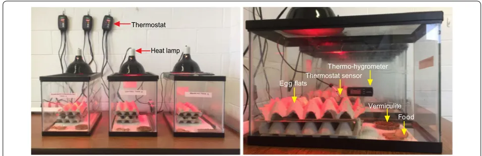 Fig. 1 Complete setup for cricket (Acheta domesticus) colonies used in Oxyspirura petrowi life-cycle study