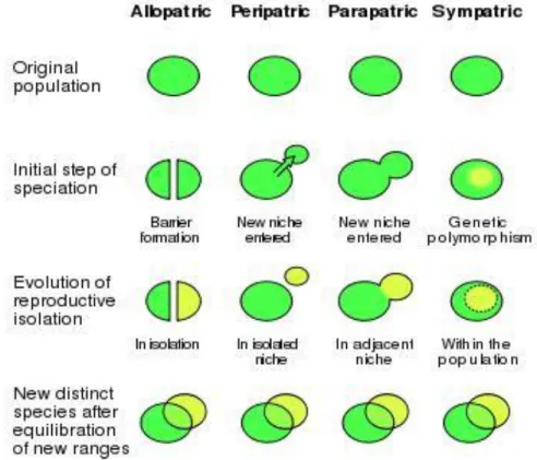 Figure 1.1 Modes of speciation 