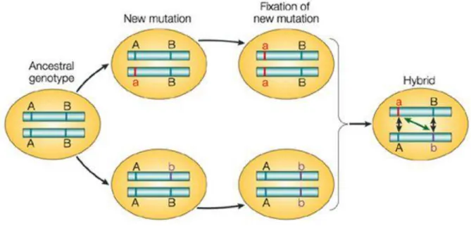Figure 1.4 Schematic of the evolution of Dobzhansky-Muller Incompatibilities  Dobzhansky-Muller Incompatibilities arise when two populations separate and begin to  diverge through genetic drift