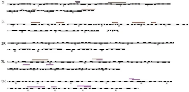 Figure 2.4 Deficiency mapping of hybrid incompatibilities in the D. simulans genome at  two different temperatures 