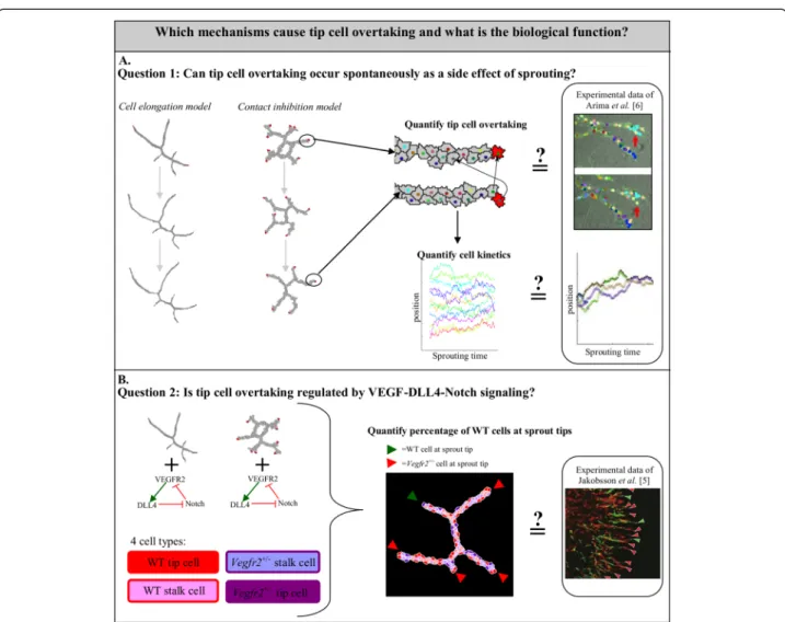 Fig. 1 Overview of the workflow. We studied the biological relevance and the driving mechanisms of tip cell overtaking