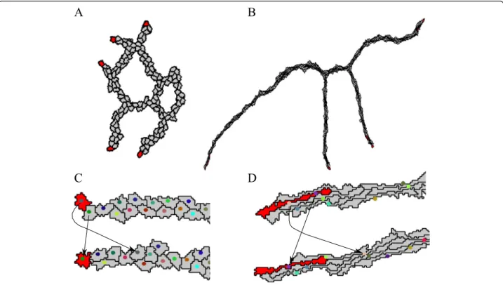Fig. 2 Leader identification and tip cell overtaking in the contact inhibition and cell elongation model