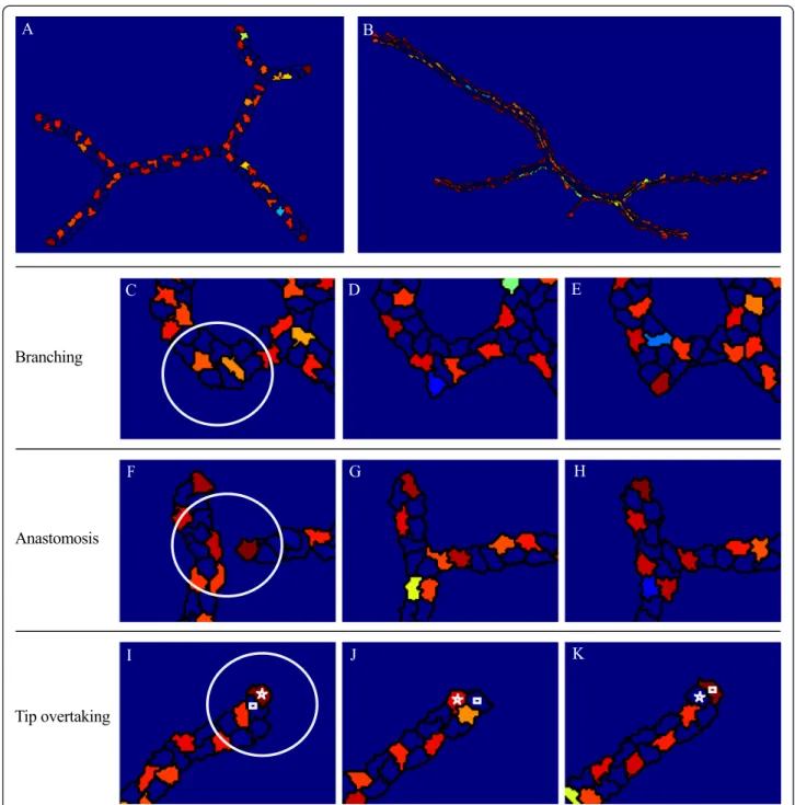 Fig. 4 Dll4 patterning by tip cell selection. a Checkerboard-like patterning of tip and stalk cells in a simulation of the contact inhibition model.