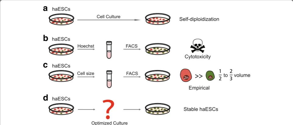 Fig. 2 Optimizing haESC culture and enrichment systems.to their physical parameters. However, this strategy is subjective and difficult to judge.33342 is toxic and does great harm to haESCs