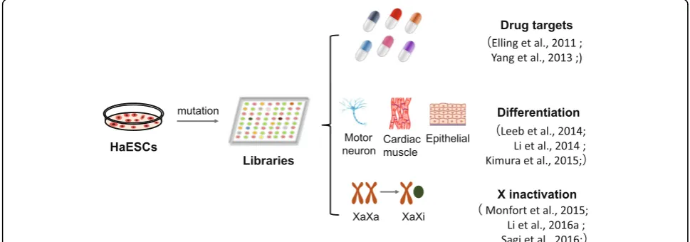 Fig. 3 Application of haESCs in multiple types of genetic screening. Since haESCs contain a haploid copy of the genome, it is easy to obtain homozygousmutant libraries through transposon or viral systems