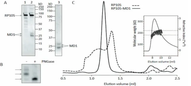 Figure 4. Soluble RP105 protein – characterization. Purification and analysis of RP105, MD1 and RP105-MD1 complex