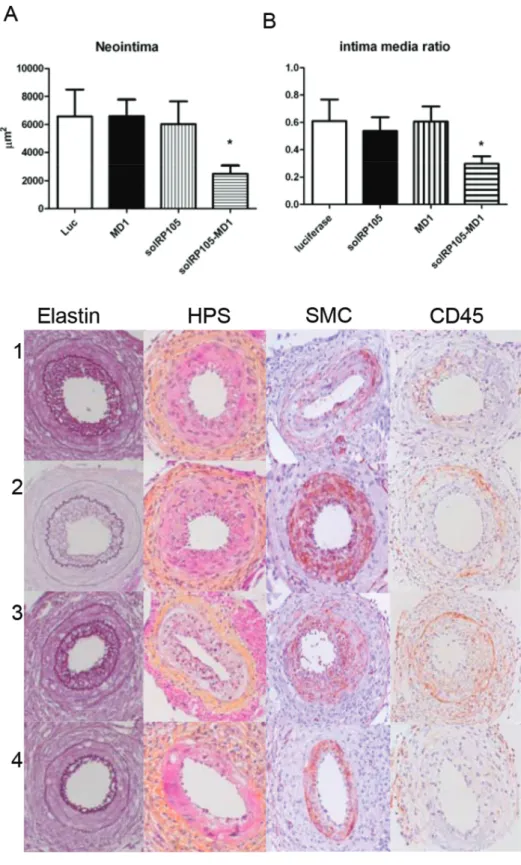 Figure 6. SolRP105-MD1 reduced neointima formation. Neointima formation after femoral artery cuff placement with LPS in hypercholesterolemic APOE3Leiden mice