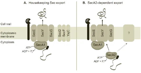Figure 1.1.  A preliminary model of the mycobacterial housekeeping Sec and SecA2- SecA2-dependent protein export systems