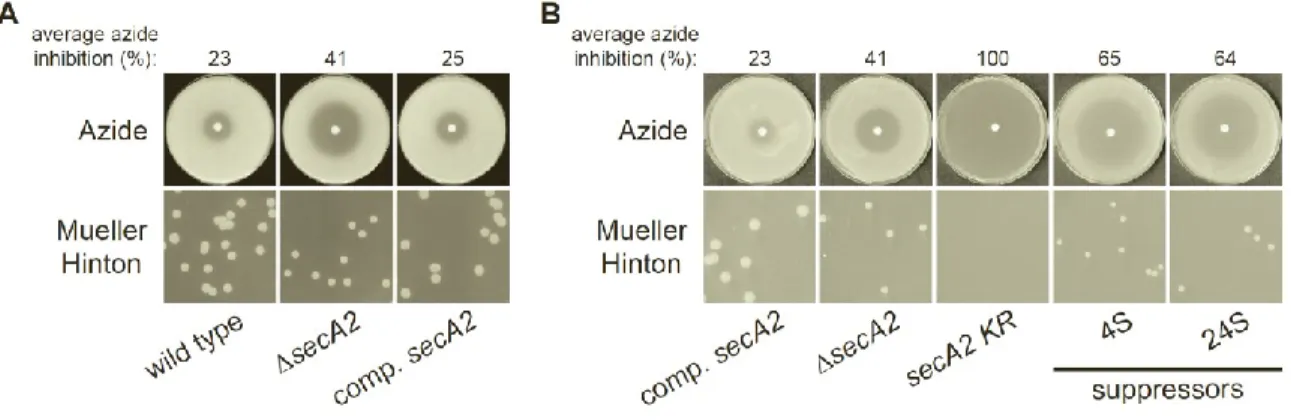 Figure 2.1.  Azide sensitivity and Mueller-Hinton agar growth phenotypes.  The indicated  strains were plated for sensitivity to 10 μL of 0.15 M sodium azide for two days at 37°C and  growth on Mueller-Hinton agar plates for six days at 37°C