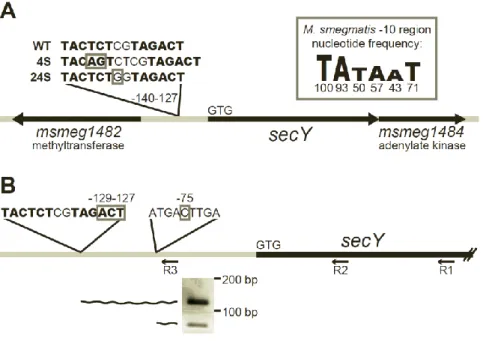 Figure 2.2.  4S and 24S mutations are located within the secY promoter.  (A) Relative to  the predicted translational start site of secY (indicated by start codon GTG), suppressor 4S  (NR236) contains a 2 bp insertion between nucleotides -137 and -138