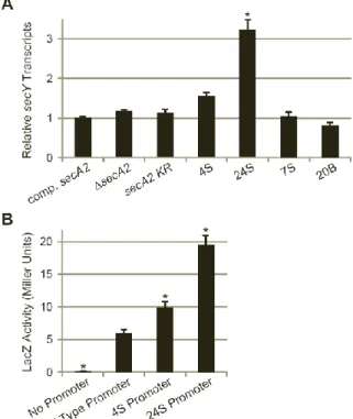 Figure 2.3.  Suppressor mutations cause increased secY expression.  (A) secY transcript  levels measured by quantitative RT-PCR, relative to rpoB transcript levels