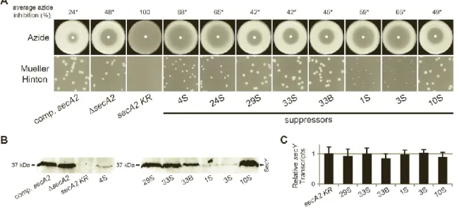 Figure 2.6.  Additional extragenic suppressors increase SecY protein levels, but not secY  transcript levels
