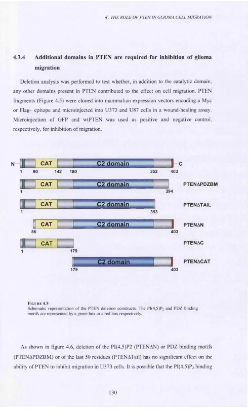 Schematic representation o f the PTEN deletion constructs. The PI(4,5)P2 and PDZ bindingFIGURE 4 .5 