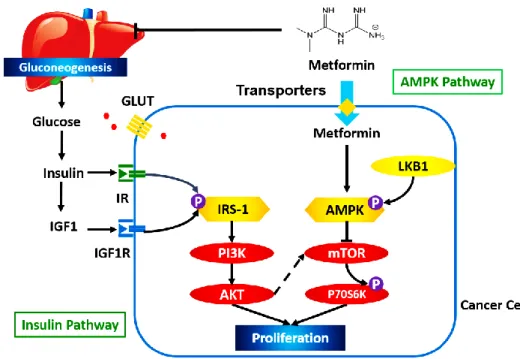Figure 1.1 Interactions between AMPK Pathway and Insulin Pathway. 