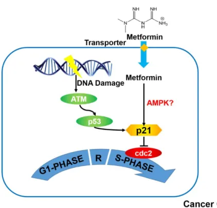 Figure 1.2 The Effect of Metformin on Cell Cycle Check Point Genes 