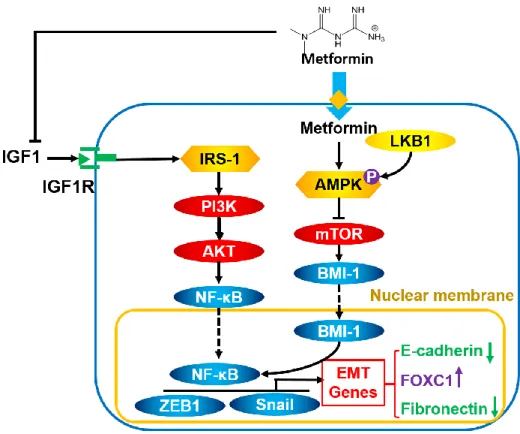 Figure 1.3 The Effect of Metformin on the Generation of CSCs 