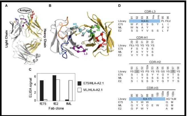 Figure  1:  Phage-Display  isolation  of  Fabs  specific  for  pMHC  molecules.  Fabs  specific  for  either  E75/HLA-A2  or  ML/HLA-A2  molecules  were  selected  by   phage-display  technology