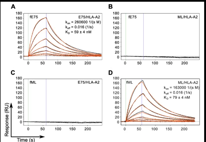 Figure  2.    TCR-like  Fabs  Bind  Cognate  pMHC  with  Nanomolar  Affinity.    SPR  binding  response  curves  of  fE75  binding  E75/HLA-A2  (A)  and  ML/HLA-A2  (B)  and  fML  binding  E75/HLA-A2  (C)  and  ML/HLA-A2  (D)  are  shown