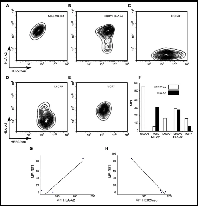 Figure 4. HLA-A2 and HER2/neu expression is high variable on each tumor cell  line.    The surface expression of HLA-A2 and HER2/neu for each human tumor cell  line  was  measured  by  flow  cytometry