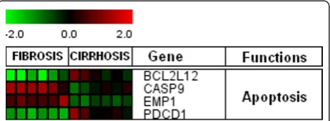 Figure 5 Differential expression of apoptotic genes in HCVassociated initial fibrosis and cirrhosis