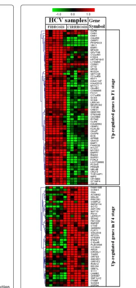 Figure 2 Heat map of up-regulated genes. Clustering results fordifferentially expressed genes between HCV infected patients withinitial fibrosis and cirrhosis