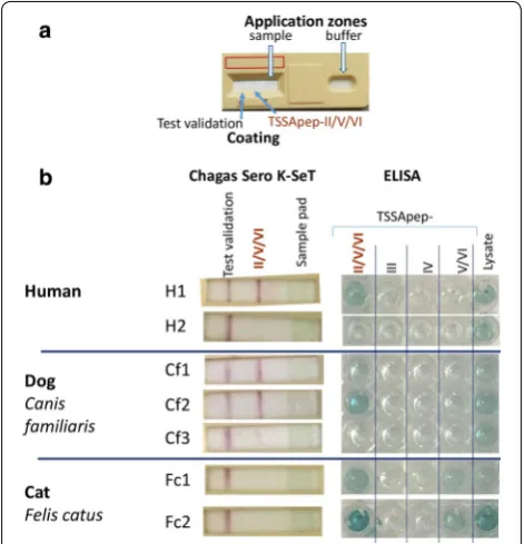Table  1file  shows the TSSApep lineage-specific ELISA results for human, dog and cat samples