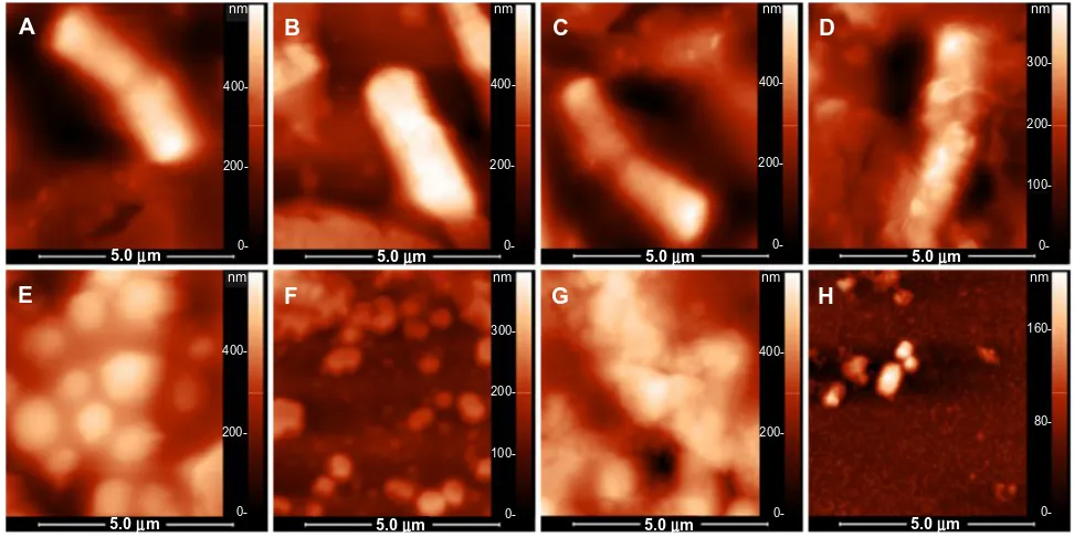 Figure 6 Bacterial morphologies observed by seM, when treated by sUB-MIc concentrations of the two agents.Notes: (A–D) Bacillus cereus, (E–H) Staphylococcus aureus