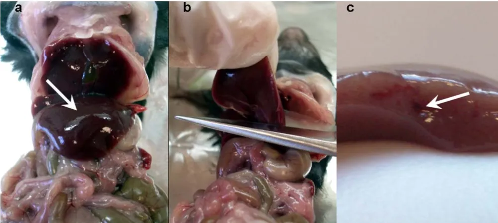Figure 1Liver cuttingLiver cutting. (a) Left lobe, indicated by arrow. (b) Excision of liver lobe with a single cut, exposing the main blood vessel as shown in (c).