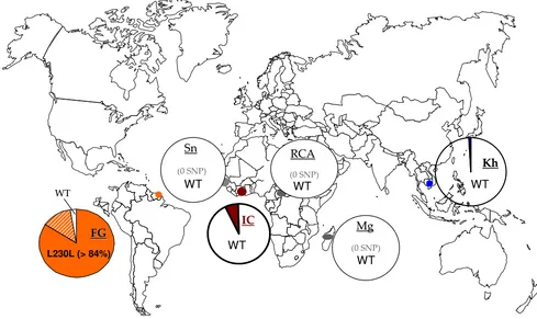 Figure 3Geographic distribution of the Pfcytb gene polymorphism studied hereGeographic distribution of the Pfcytb gene polymorphism studied here
