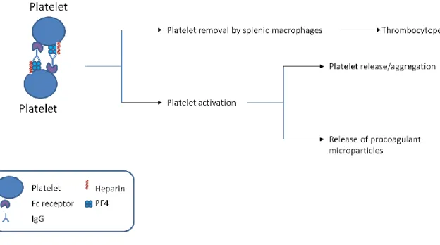 Figure 2: A schematic of the consequences of unwanted interactions between platelet  factor 4 and heparin