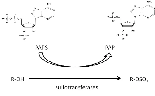 Figure 7: Schematic for the use of PAPS in sulfation via the sulfotransferases. 