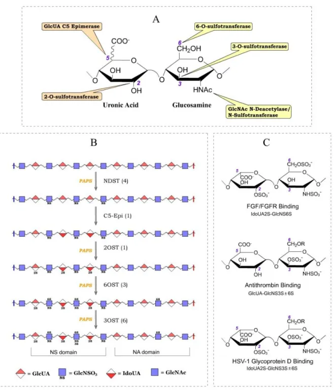Figure 8: Schematic view of the HS modifications.  (a) The HS modifications enzymes and  their respective modification sites are shown on the disaccharide unit