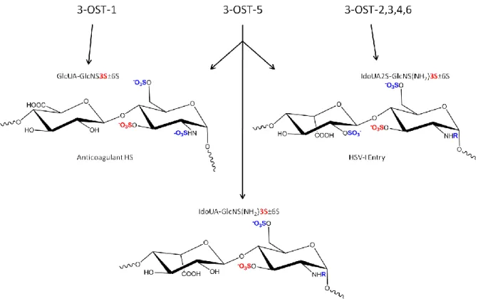 Figure 13:  Substrate specificities of 3-OSTs.  R groups are either N-SO 3  or NH 2  groups of  the glucosamine