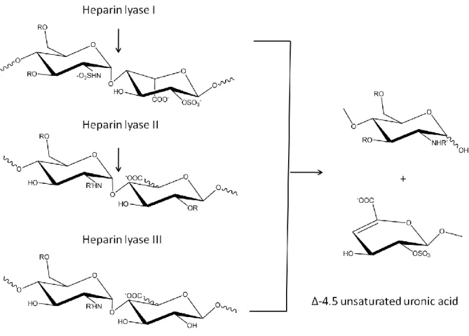Figure 15: Schematic of the substrate specificity of the heparin lyases. 