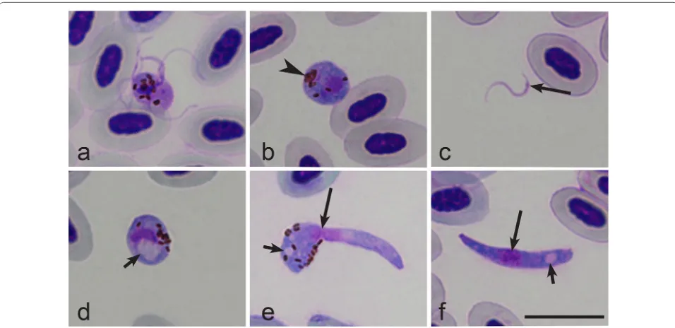 Fig. 2 In vitro exflagellation (a), gametes (b, c), zygote (d) and ookinetes (e, f) of Haemoproteus hirundinis (hDELURB2)