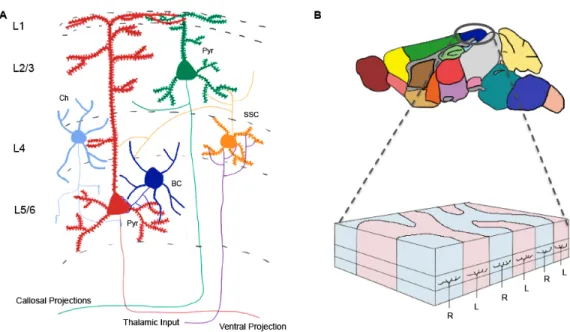 Figure  1:    The  anatomy  of  the  brain  is  highly  organized,  with  complex  connectivity that can be modified in an activity-dependent fashion