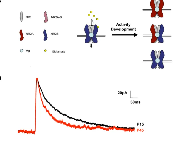 Figure 3: NMDAR subunit composition, at glutamatergic synapses, in the developing  cortex