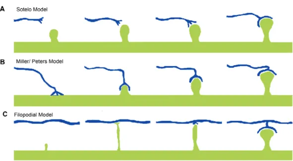 Figure 4: Genesis and maturation of dendritic spines in the postnatal cortex (Yuste  et  al