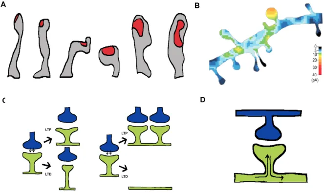 Figure  5:    The  physiological  significance  of  dendritic  spines    (A)  There  is  a  strong  correlation  between  dendritic  spine  shape  and  the  size  of  the  postsynaptic  density  (PSD),  illustrated  in  red