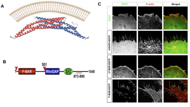 Figure  7:    BAR  containing  proteins  can  sculpt  cellular  morphology  through  direct  interactions  with  the  lipid  membrane