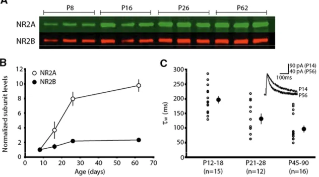 Figure 1:  The functional expression of synaptic NR2A/NR2B increases over development  in  the  mouse  visual  cortex