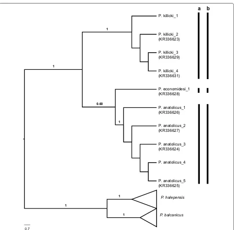 Fig. 6 Maximum Likelihood (ML) tree constructed for the 10 haplotypes belonging to subgenus Bars represent the MOTUs inferred from ABGD (Transphlebotomus (GenBank: MN086718–MN086719) based on mitochondrial cox1 gene region