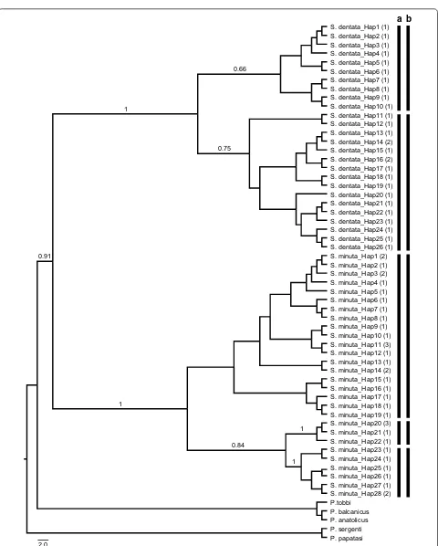 Fig. 7 Maximum Likelihood (ML) tree constructed for the 54 haplotypes belonging to Sergentomyia subgenus (GenBank: MN086720–MN086773) based on mitochondrial cox1 gene region